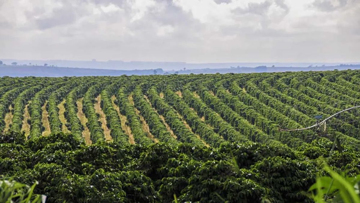 Manejo antecipado pode reduzir efeitos do clima sobre cafezais, aponta especialista