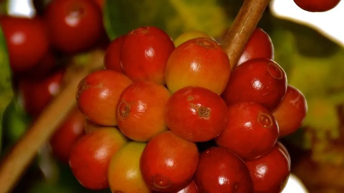 Programa da Cooxupé abre seleção com R$ 330 mil para cafés especiais