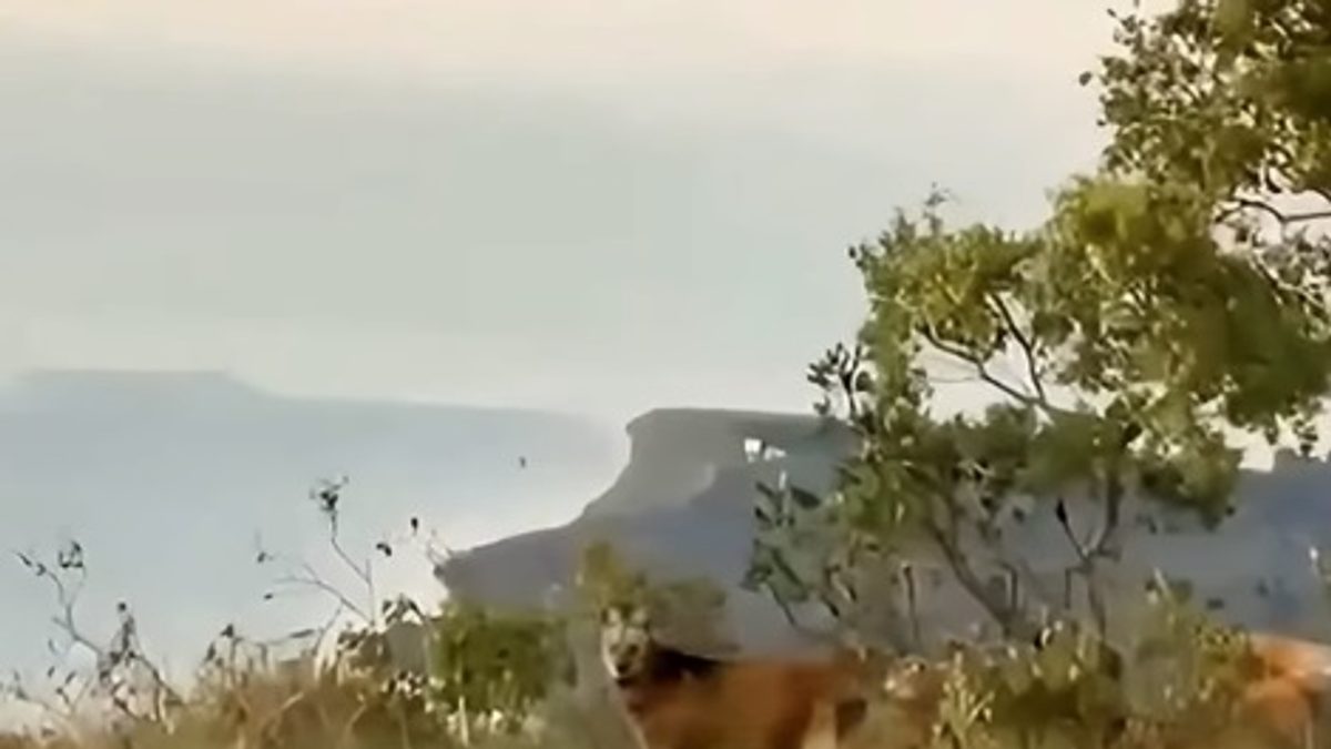 Lobo-guará é visto perto de ponto turístico na Serra da Volta Grande