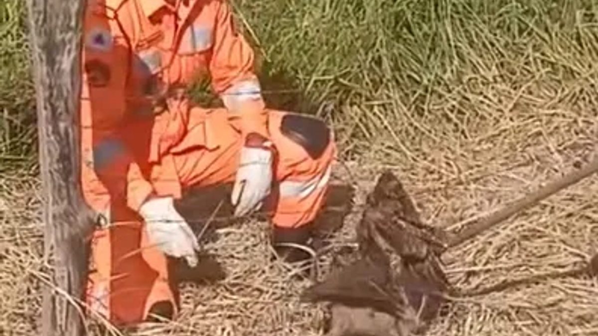 Coruja rara é salva após ficar presa em cerca rural de Guaranésia