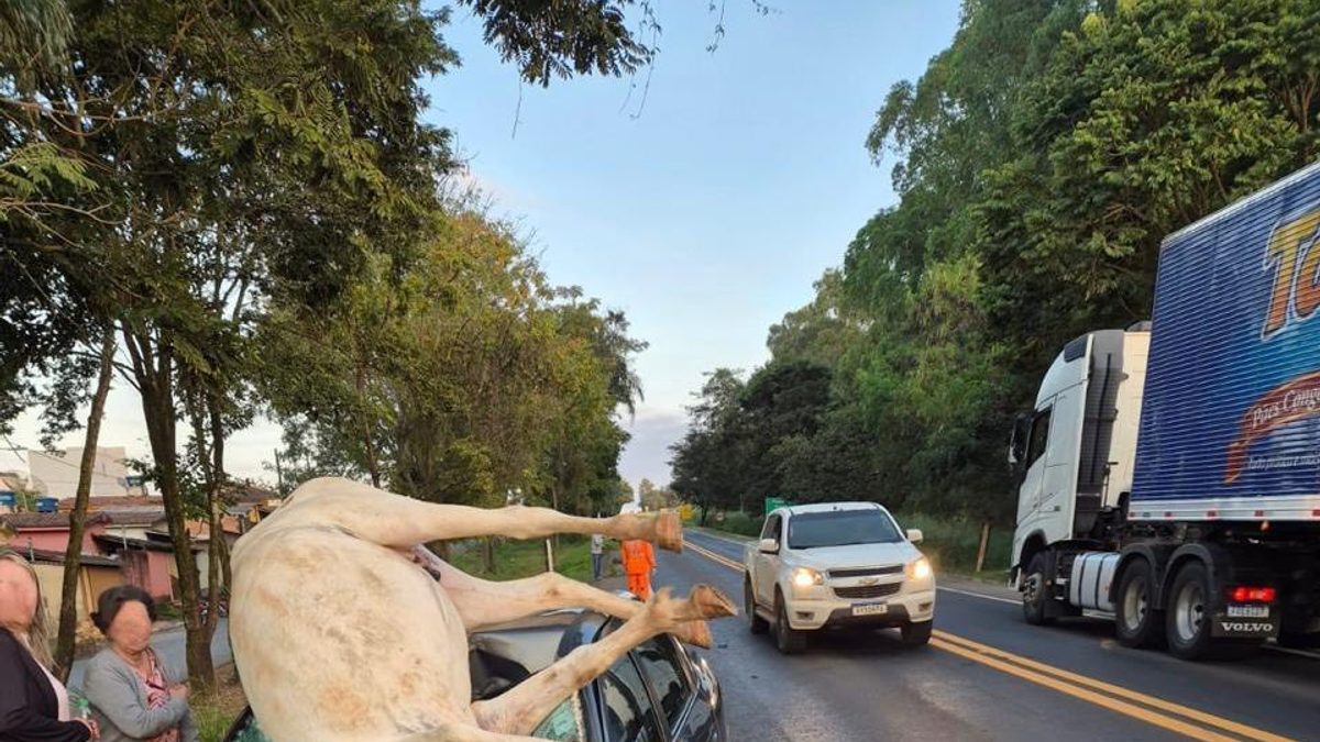 Cavalo solto provoca acidente e deixa dois feridos na MG-050, em Pimenta